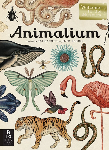 Animalium: Welcome to the Museum | Jenny Broom (Author) + Katie Scott (Illustrated by)